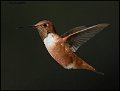 _9SB8805 rufous hummingbird
